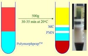 Polymorphprep™