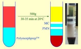 polymorphprep.jpg
