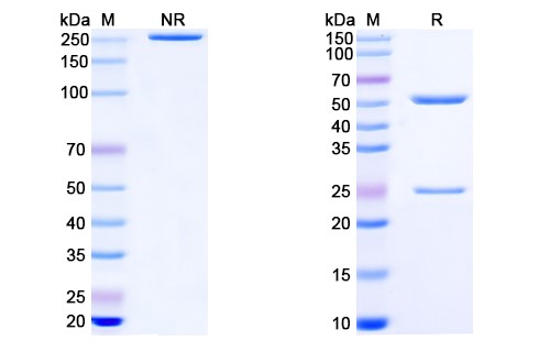 Trevogrumab Biosimilar - Anti-MSTN, GDF8 mAb - Research Grade