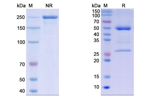 Landogrozumab Biosimilar - Anti-MSTN, GDF8 mAb - Research Grade