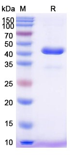 Taldefgrobep alfa Biosimilar - Anti-GDF-8 fusion protein - Research Grade