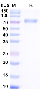Efmitermant alfa Biosimilar - Anti-GDF-8 fusion protein - Research Grade