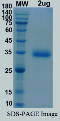 SDS-PAGE for SARS-CoV-2 RBD of Spike protein, CAL.20C, L452R – lineage B.1.429 – CAL Epsilon Variant