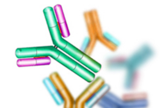 How to choose the best host species for your polyclonal antibody production?