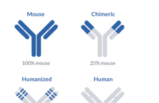 Why you should consider developing a humanized antibody for therapeutic applications