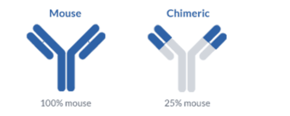 Why you should consider developing a humanized antibody for therapeutic applications