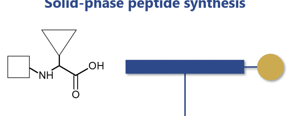 How the discovery and consolidation of solid-phase peptide synthesis continue to boost the development of therapeutic peptides