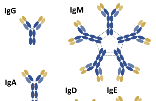 Everything you need to know about the structure and types of antibodies in the forefront of the immune response