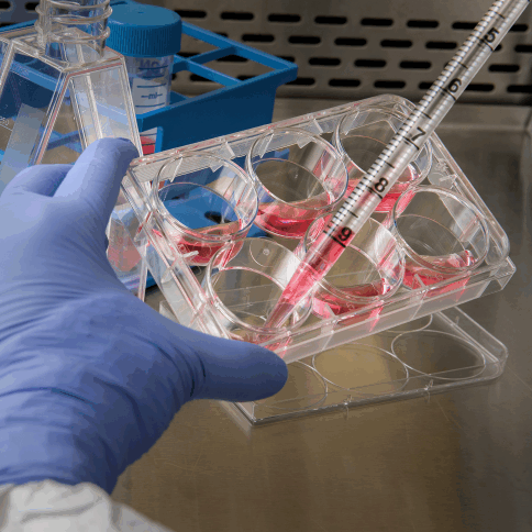 Cell culture