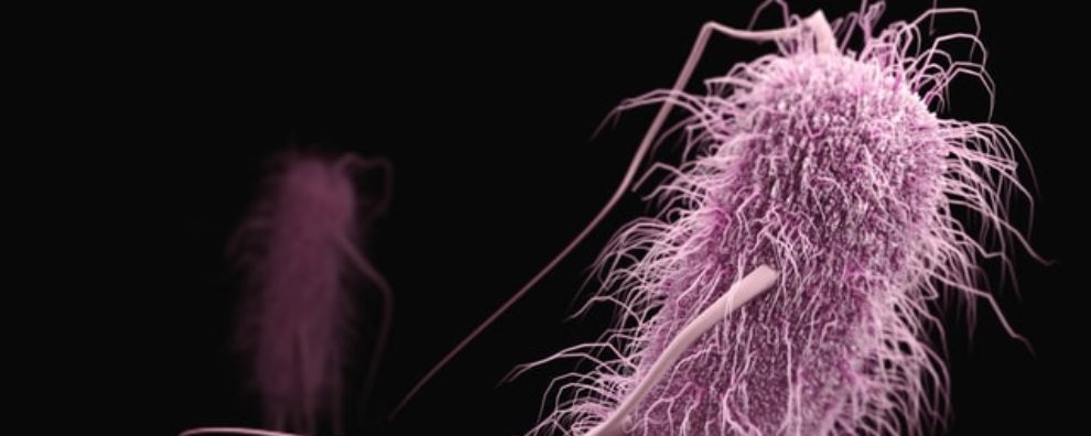 Immunotoxins: protein toxins as payloads of ADCs