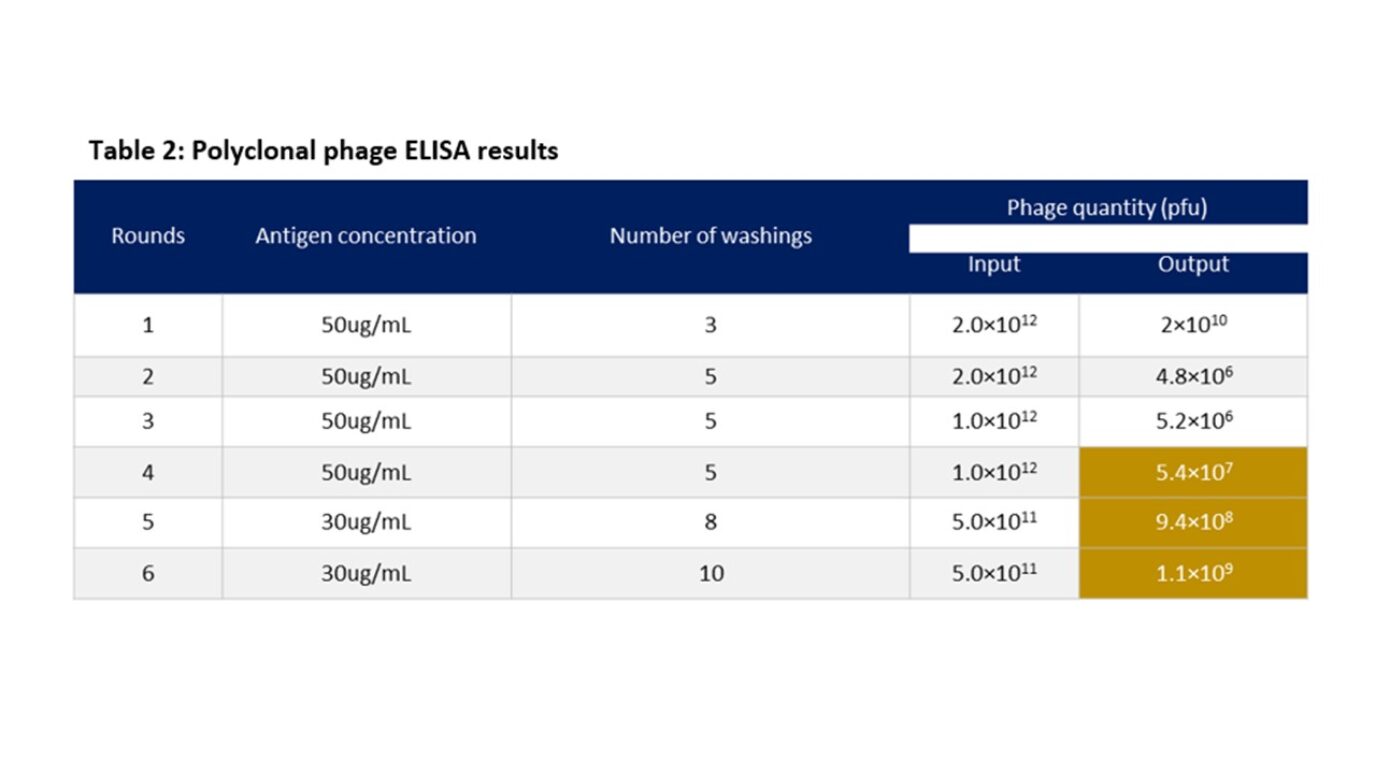 Tableau 2 : Résultats ELISA des phages polyclonaux