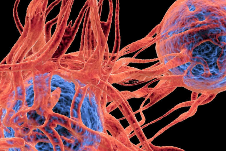 cancer cells showing the blood vessel formation