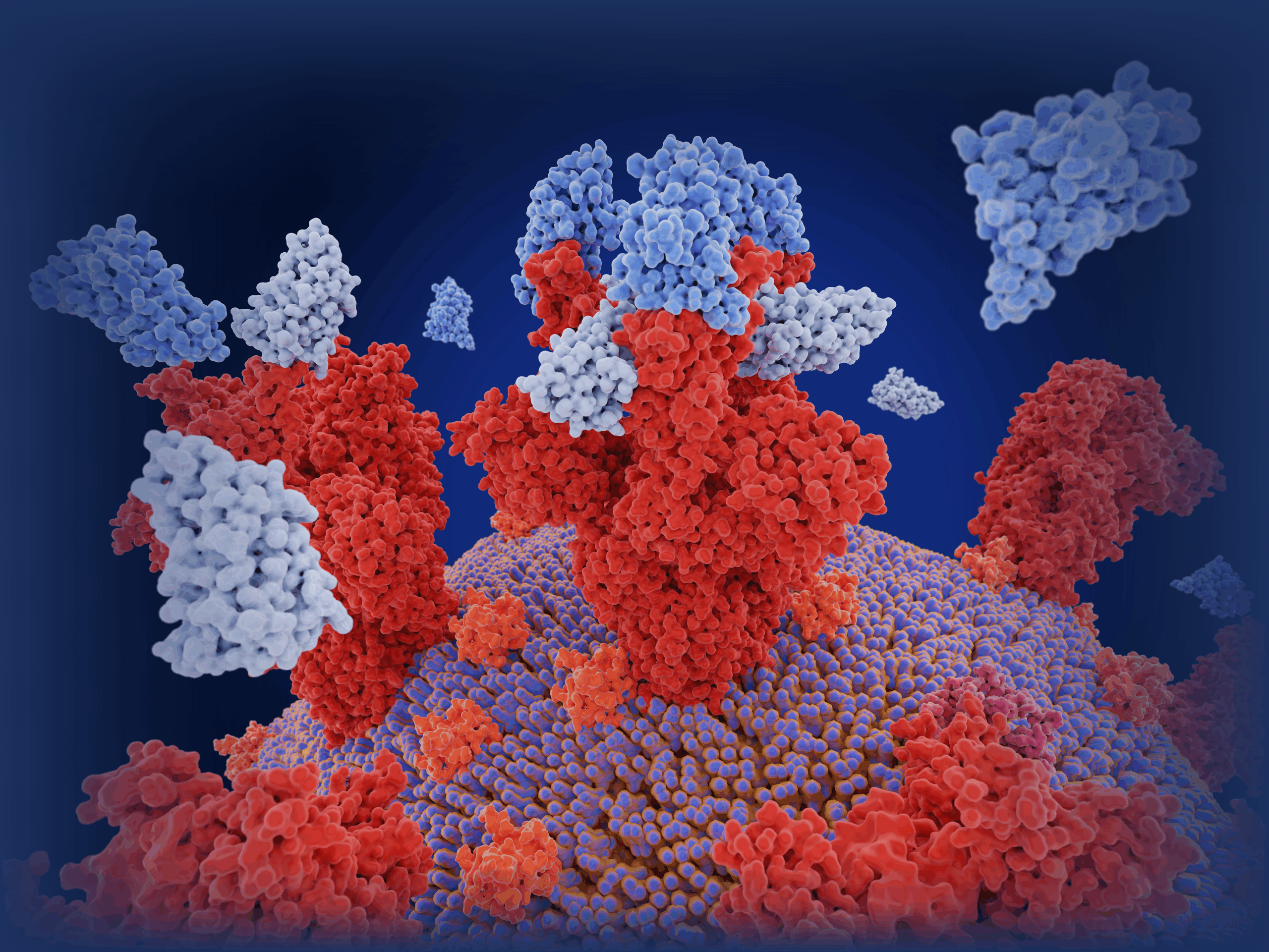 Passive immunization with nanobodies blocks SARS-CoV-2 infection